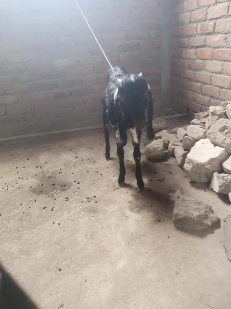 Desi Bakra — photo 2
