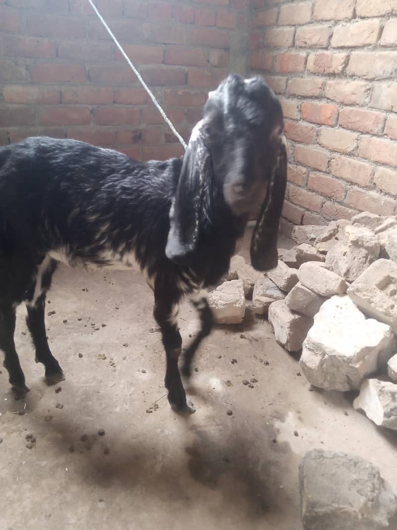 Desi Bakra 2
