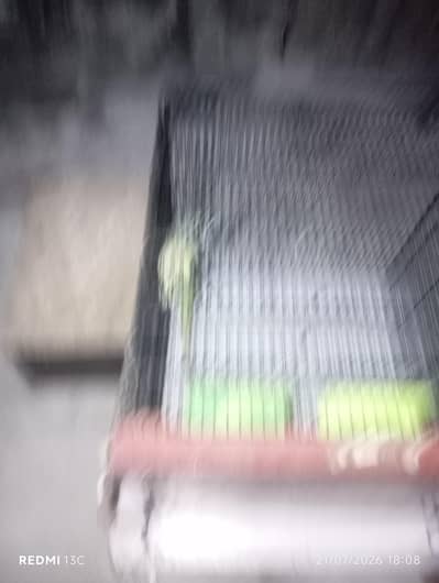 Kashmiri raw parrot pair
