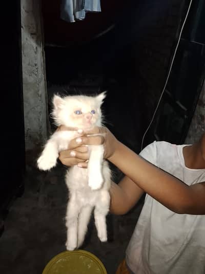 Very friendly and fluffy very playful triple coated persian kittens