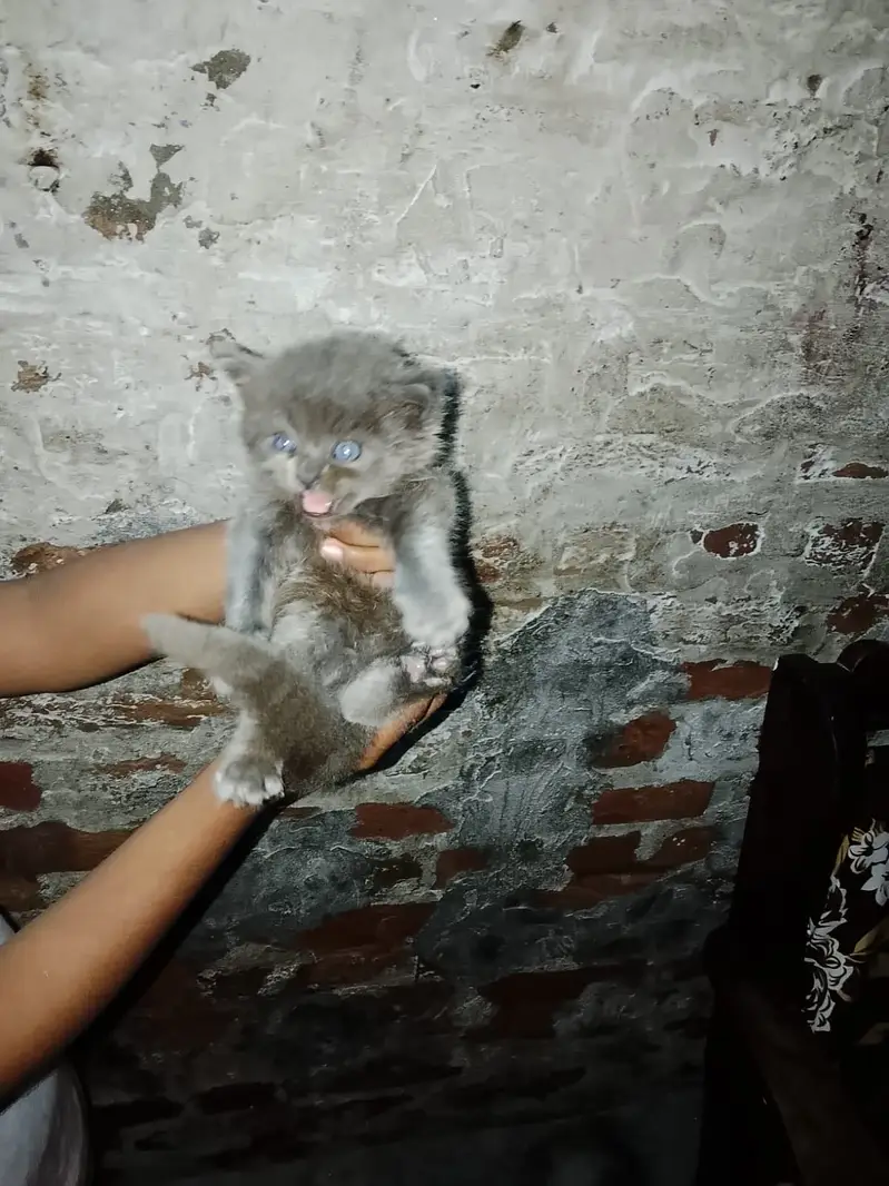 Very friendly and fluffy very playful triple coated persian kittens — photo 2