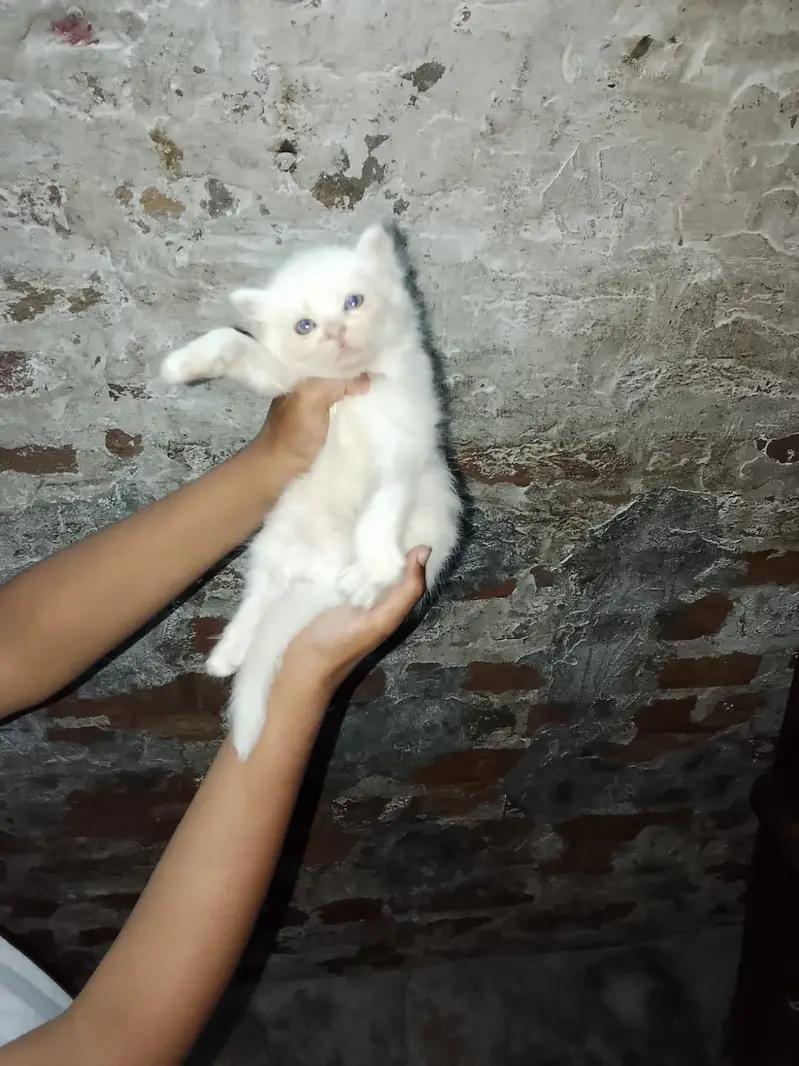 Very friendly and fluffy very playful triple coated persian kittens — photo 3