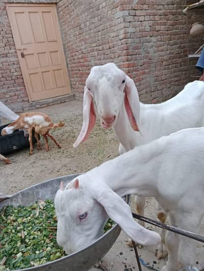 2 Male Rajanpuri