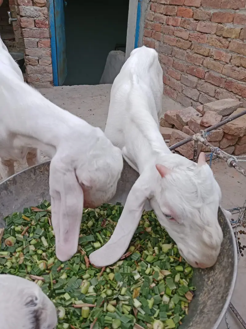 2 Male Rajanpuri — photo 2