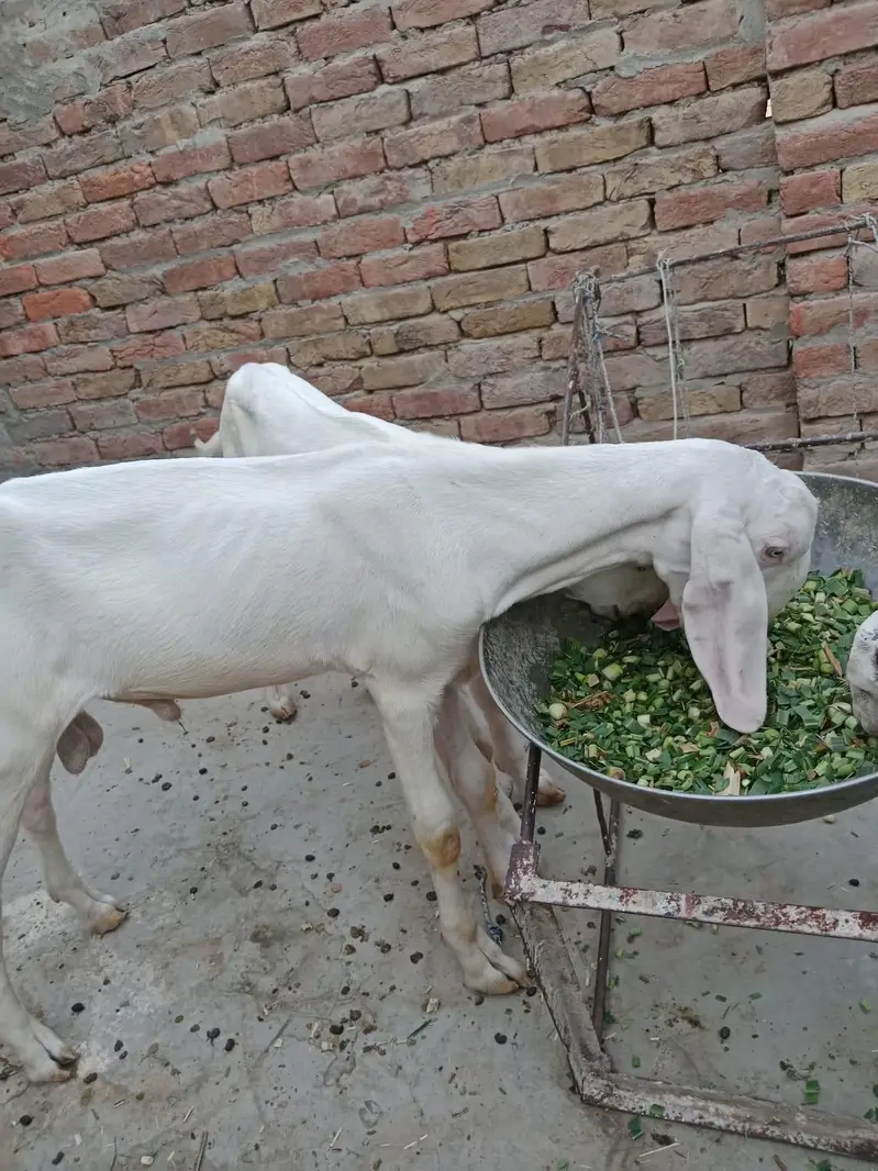 2 Male Rajanpuri — photo 3