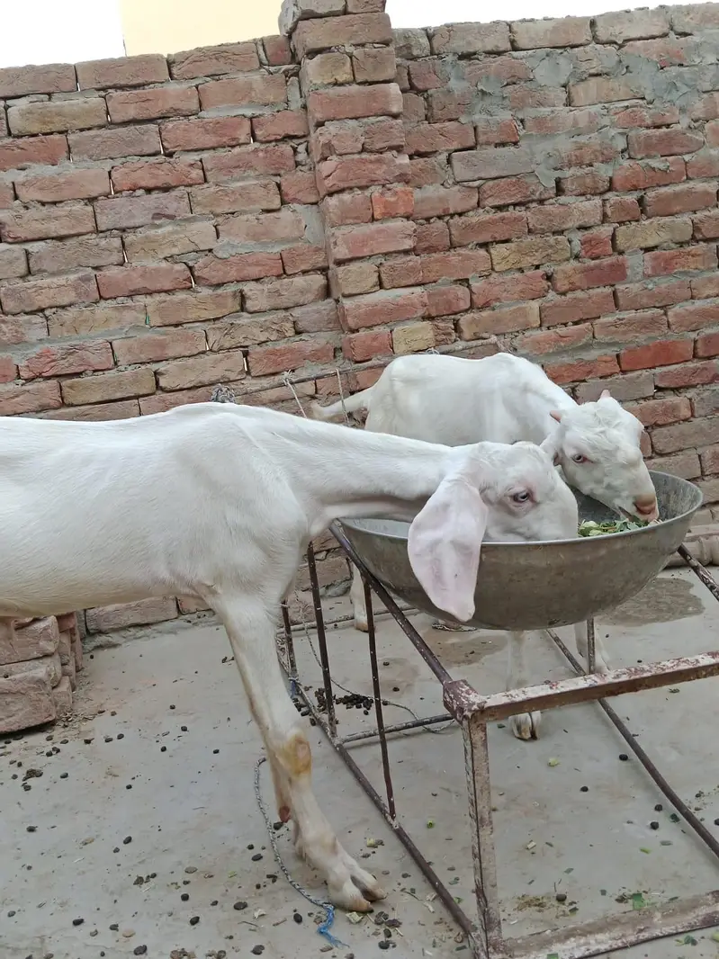 2 Male Rajanpuri — photo 4