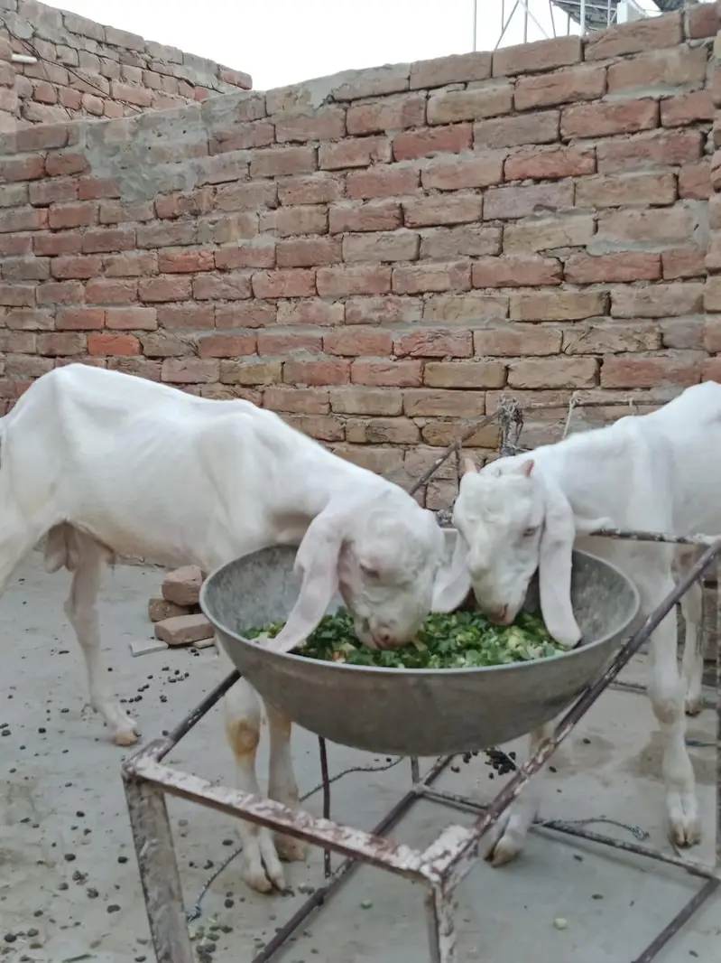 2 Male Rajanpuri — photo 5