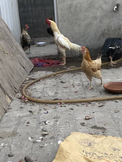 HEERA PAIR 03049950838