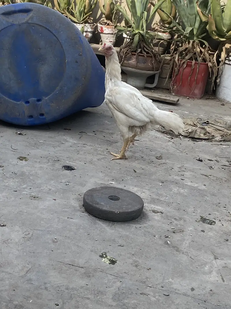 HEERA PAIR 03049950838 — photo 2