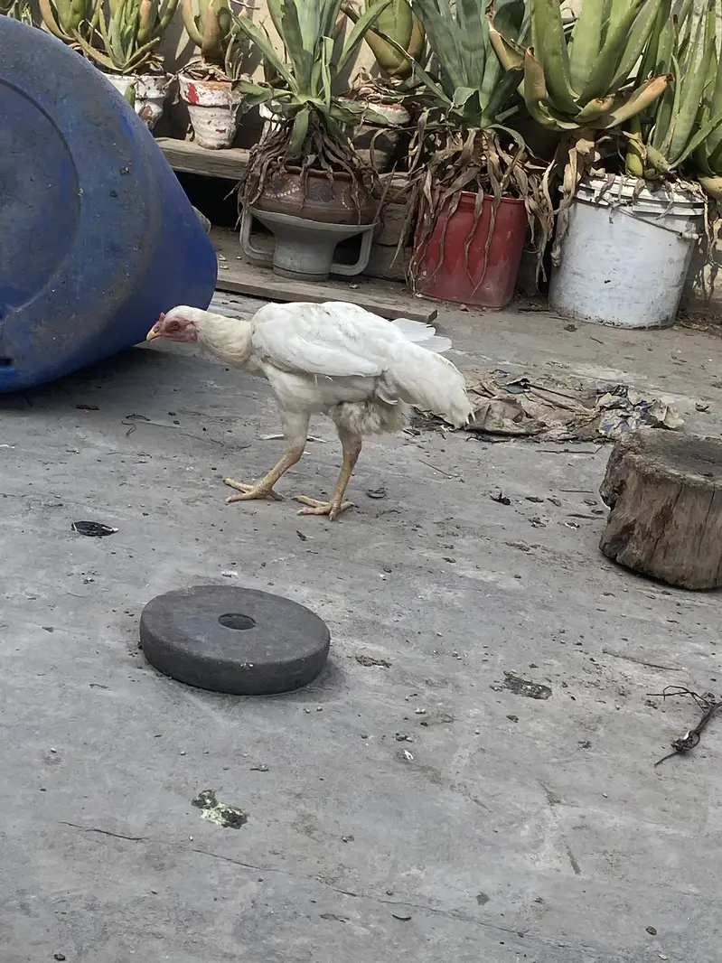 HEERA PAIR 03049950838 — photo 3