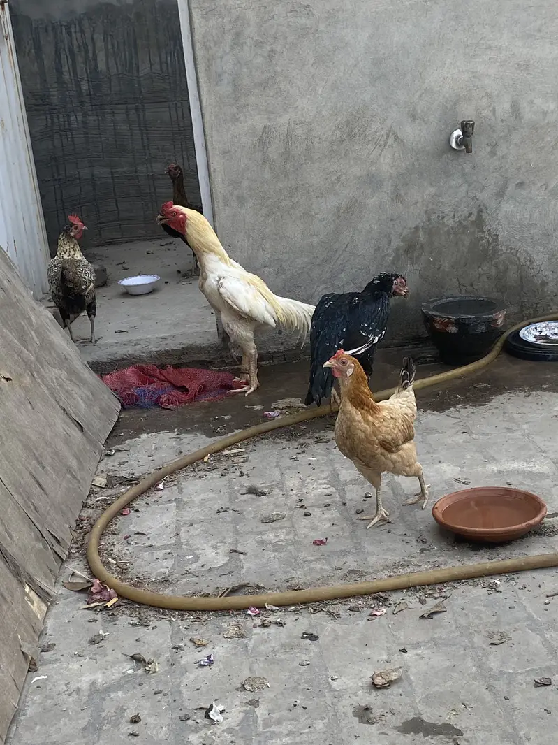 HEERA PAIR 03049950838 — photo 4