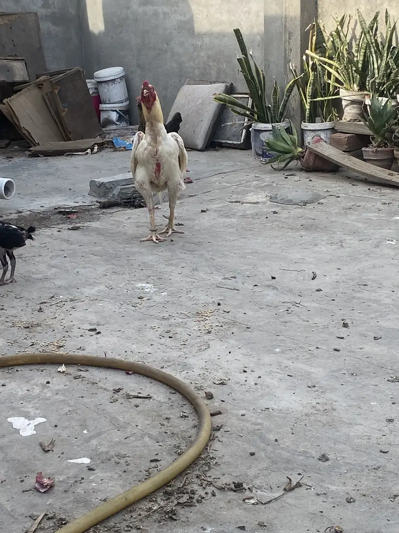 HEERA PAIR 03049950838 — photo 5