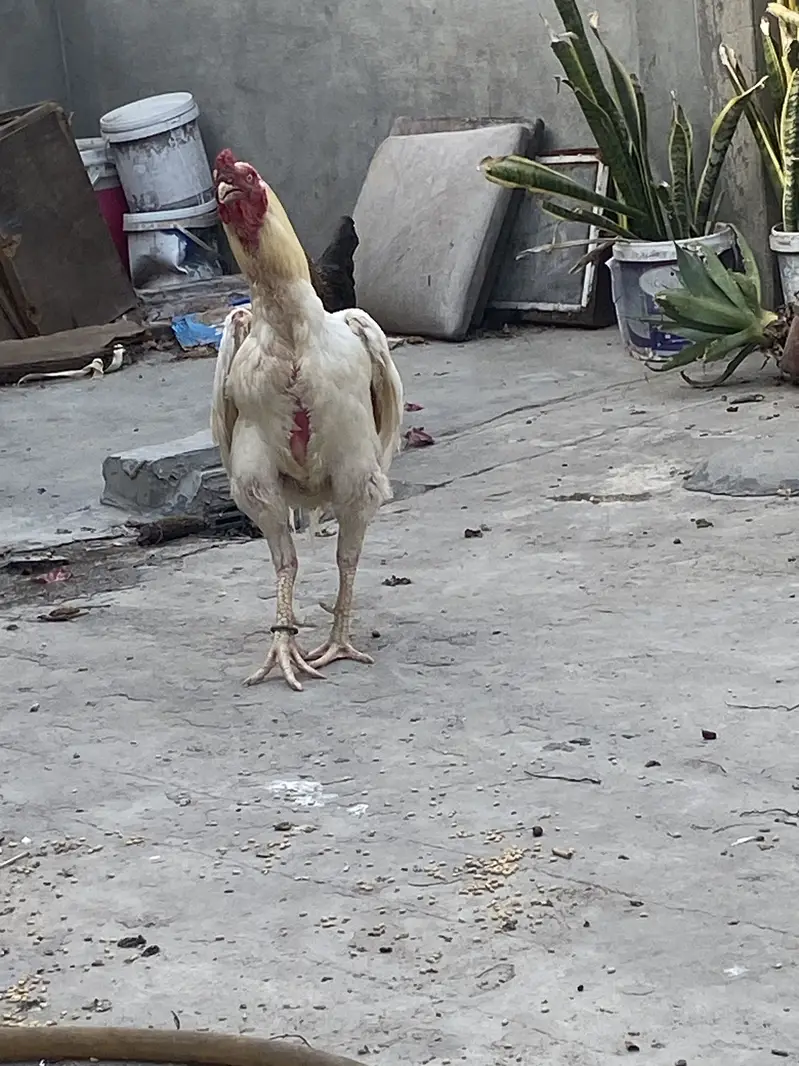 HEERA PAIR 03049950838 — photo 6