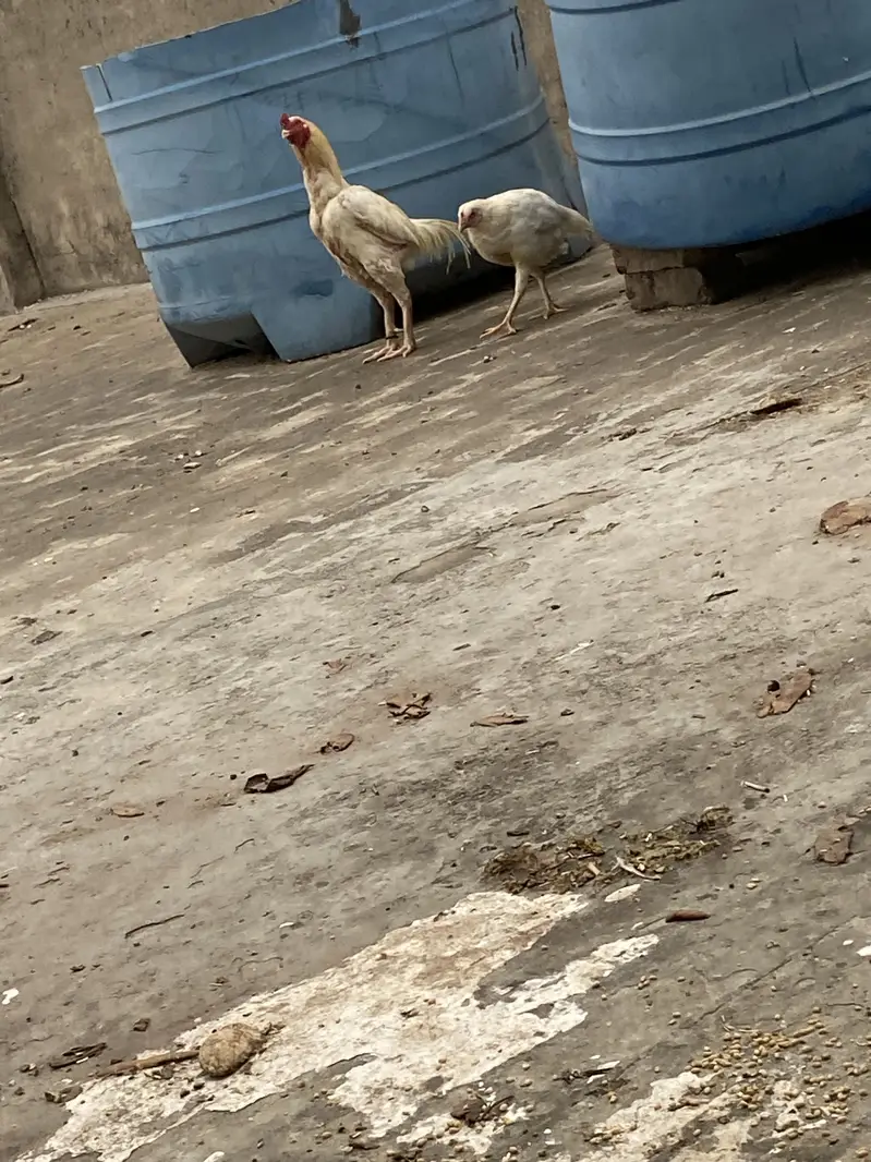 HEERA PAIR 03049950838 — photo 7