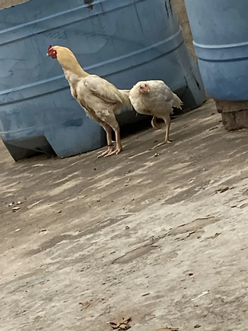 HEERA PAIR 03049950838 — photo 8