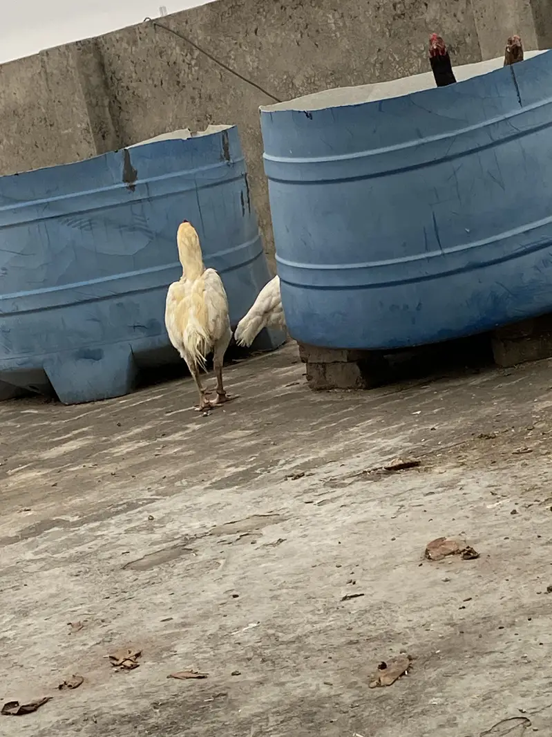 HEERA PAIR 03049950838 — photo 9