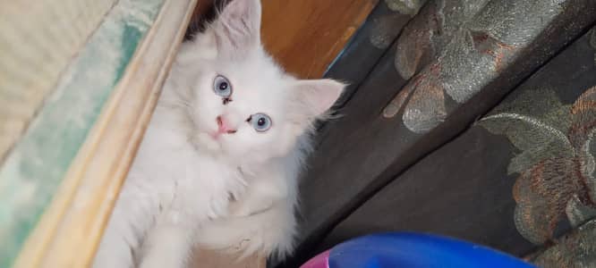 litter trained Persian kitten
