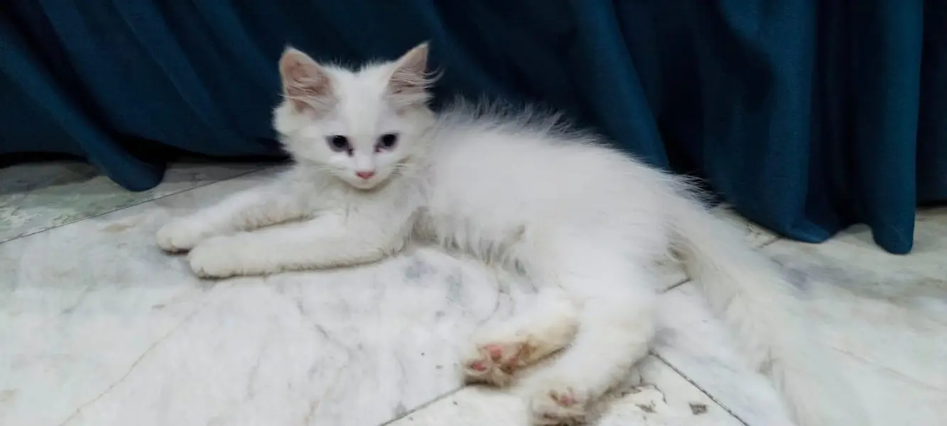 litter trained Persian kitten — photo 2