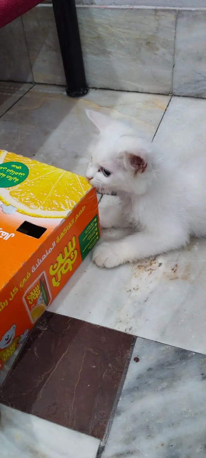 litter trained Persian kitten — photo 3