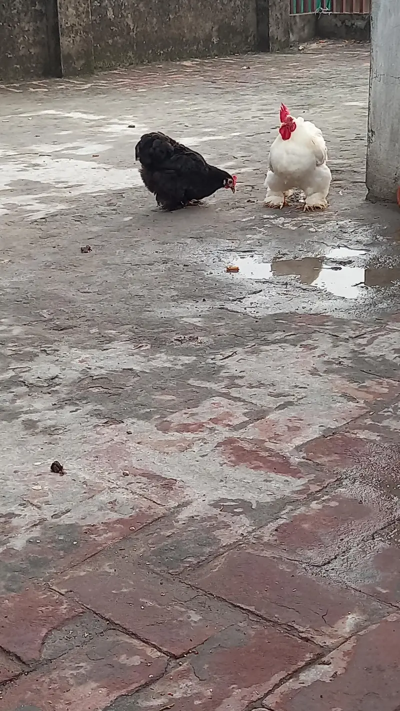 Bengum aseel patha r mianwali aseel pathiyan ,bantum trio — photo 5