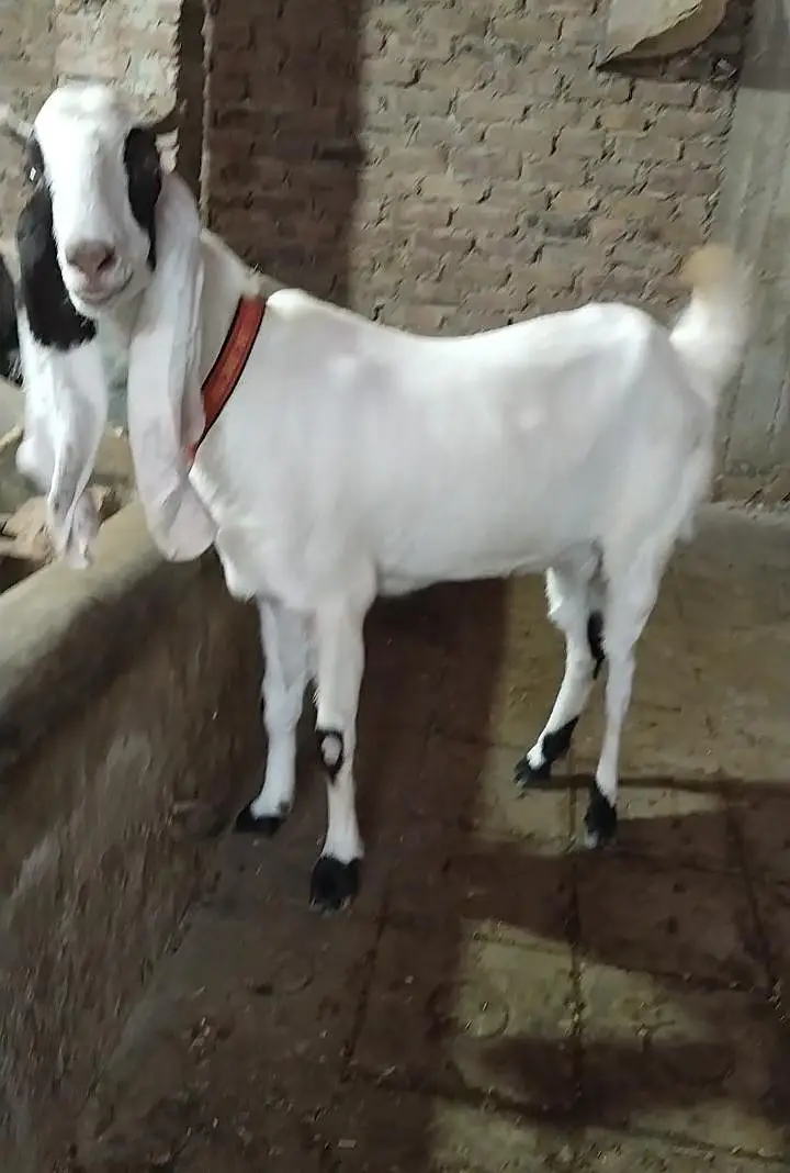 gulabi crose Gaban 3 month — photo 2
