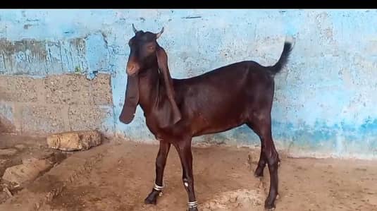 2 dant path for sale