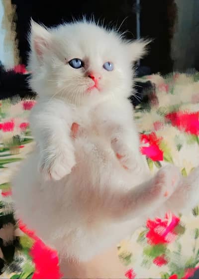 Persian triple coated kittens