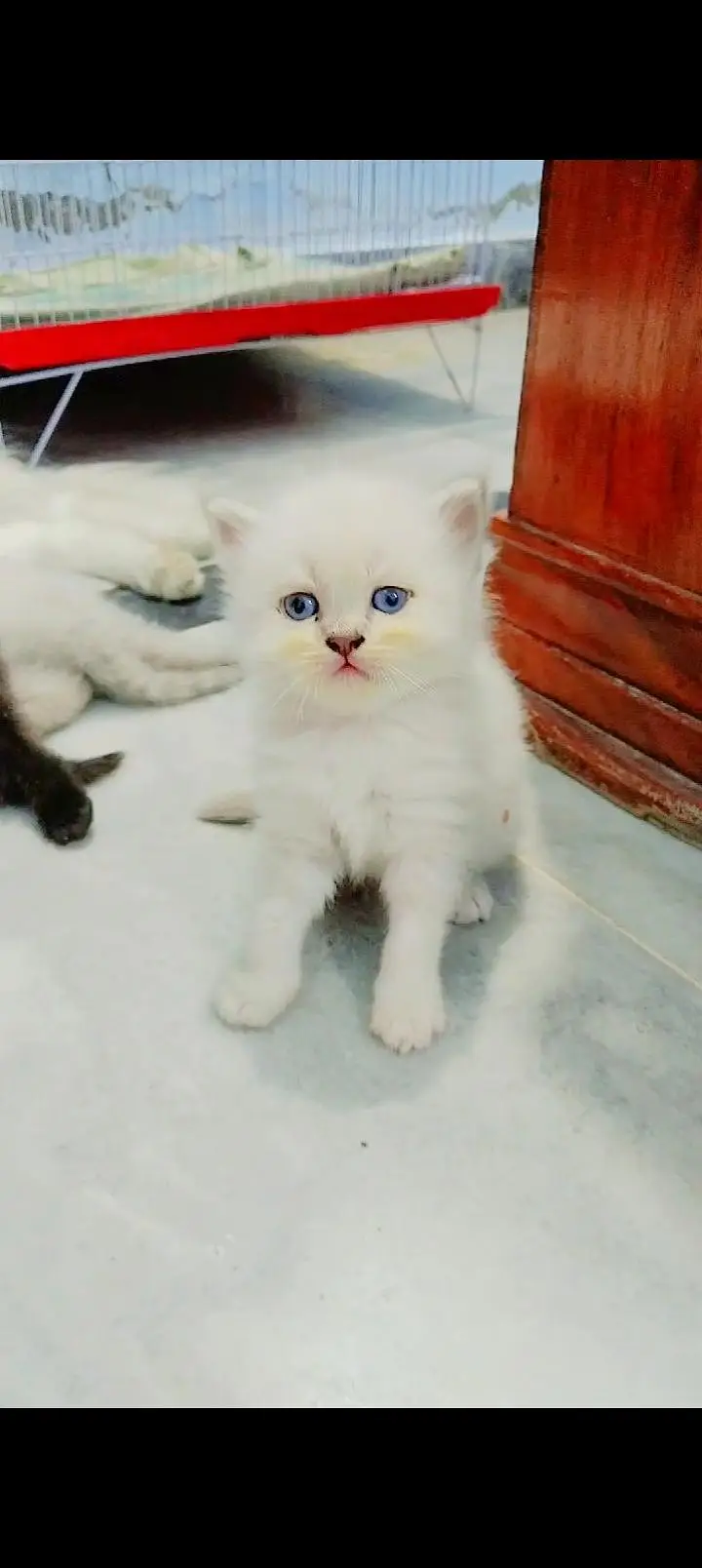 Persian triple coated kittens — photo 2