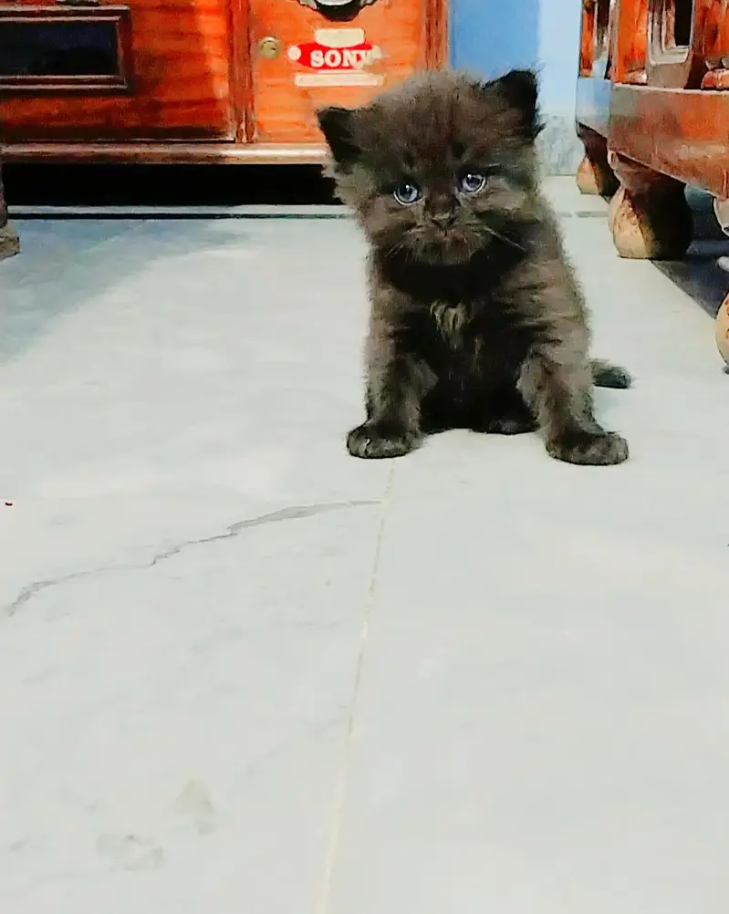 Persian triple coated kittens — photo 3