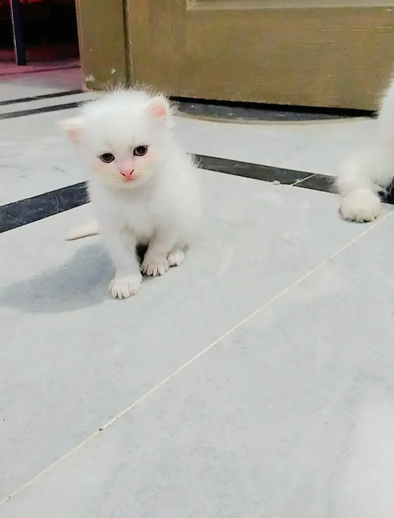 Persian triple coated kittens — photo 4