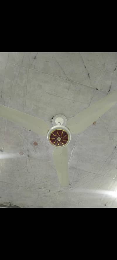 falcon fan