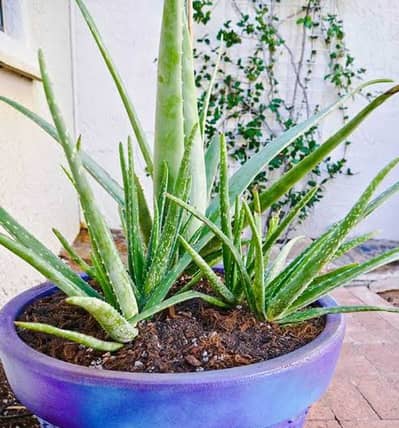 Aloe Vera plant for skin, hair and home decor
