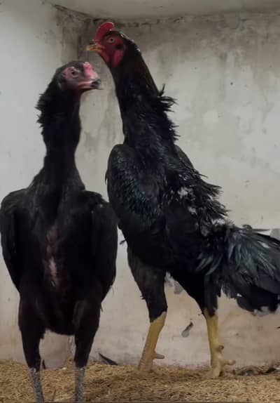 Pure White German Shamo | breede Murgha| Shamo breederAsil Shamo| مرغا