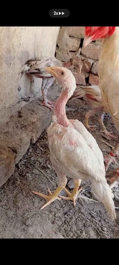 aseel hen chicks