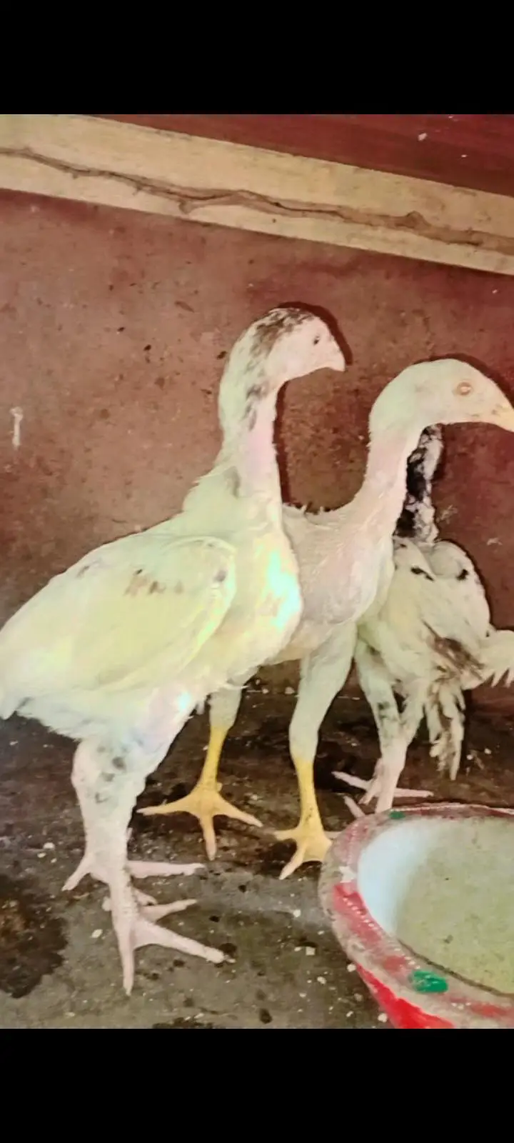 aseel hen chicks — photo 2
