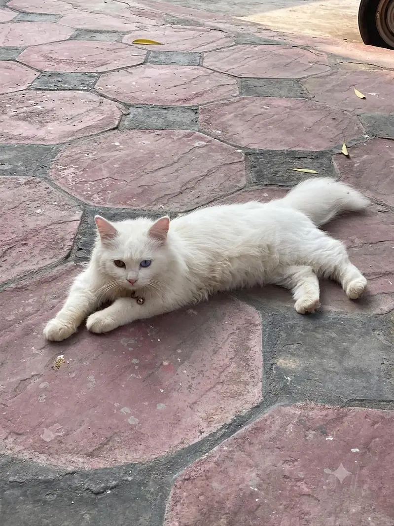 white persian cat — photo 2