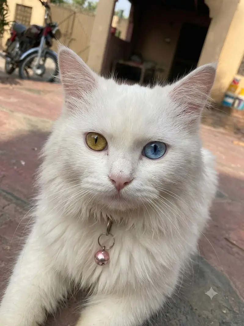 white persian cat — photo 3