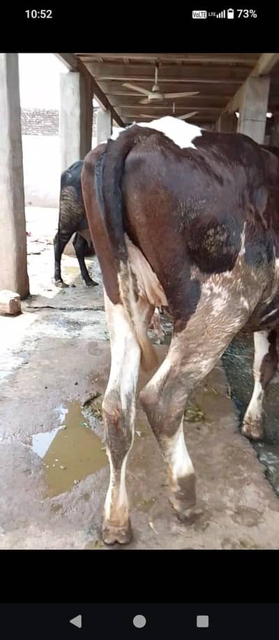 1000 LT WALI COW KI FRISION TWO HYFER