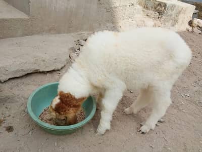 larkana dumba dhai se 3 mahine ka healthy baccha hai video WhatsApp