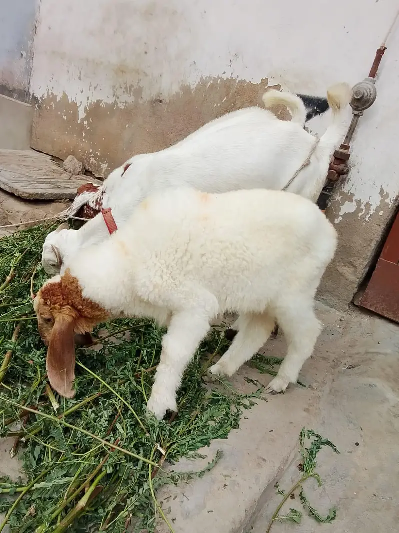 larkana dumba dhai se 3 mahine ka healthy baccha hai video WhatsApp — photo 2