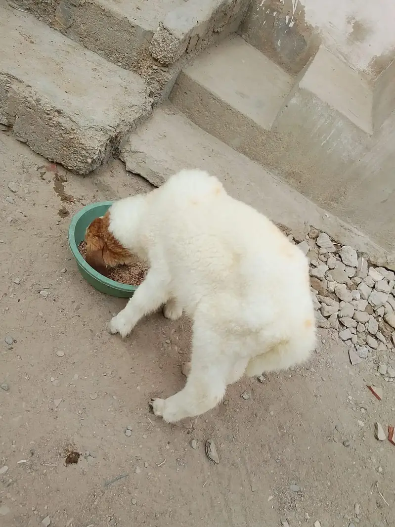 larkana dumba dhai se 3 mahine ka healthy baccha hai video WhatsApp — photo 3
