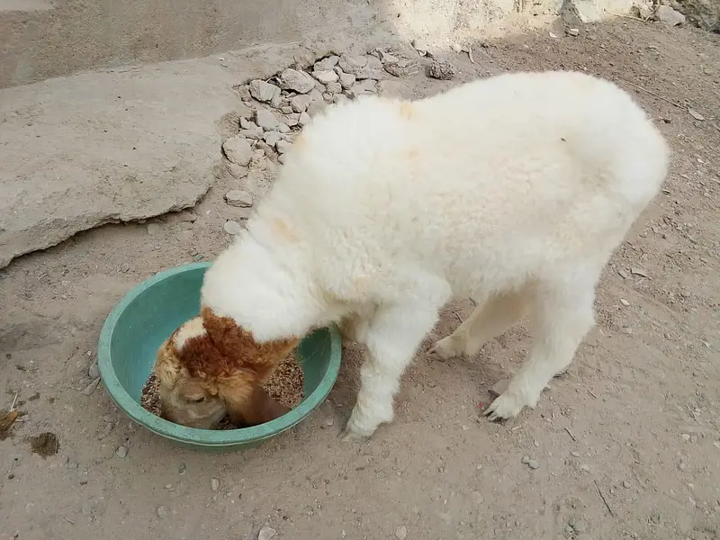 larkana dumba dhai se 3 mahine ka healthy baccha hai video WhatsApp — photo 4