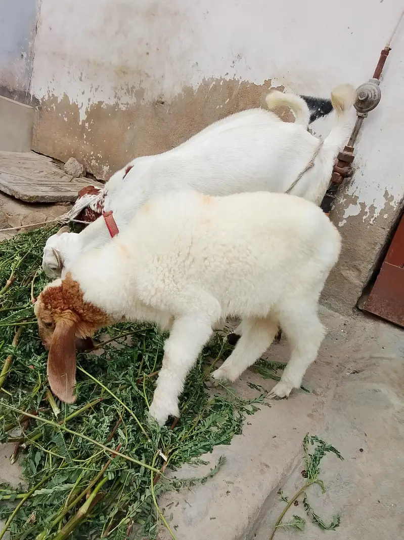 larkana dumba dhai se 3 mahine ka healthy baccha hai video WhatsApp — photo 5