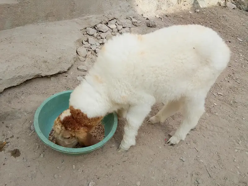 larkana dumba dhai se 3 mahine ka healthy baccha hai video WhatsApp — photo 7