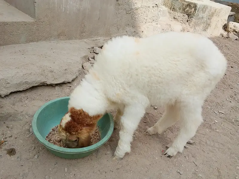 larkana dumba dhai se 3 mahine ka healthy baccha hai video WhatsApp — photo 8