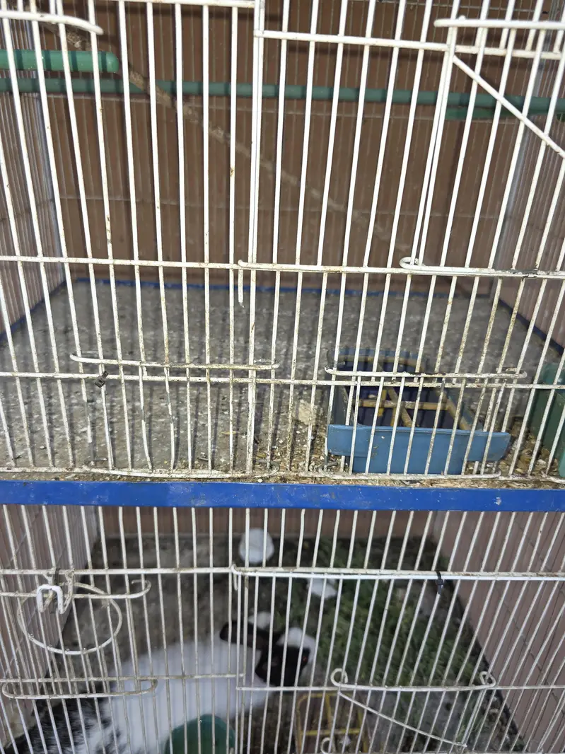 cage 4 sell — photo 4