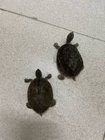 Turtle Pair