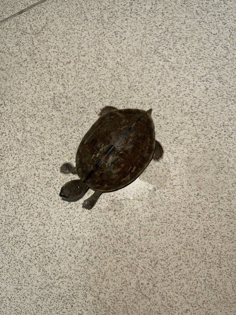 Turtle Pair 1