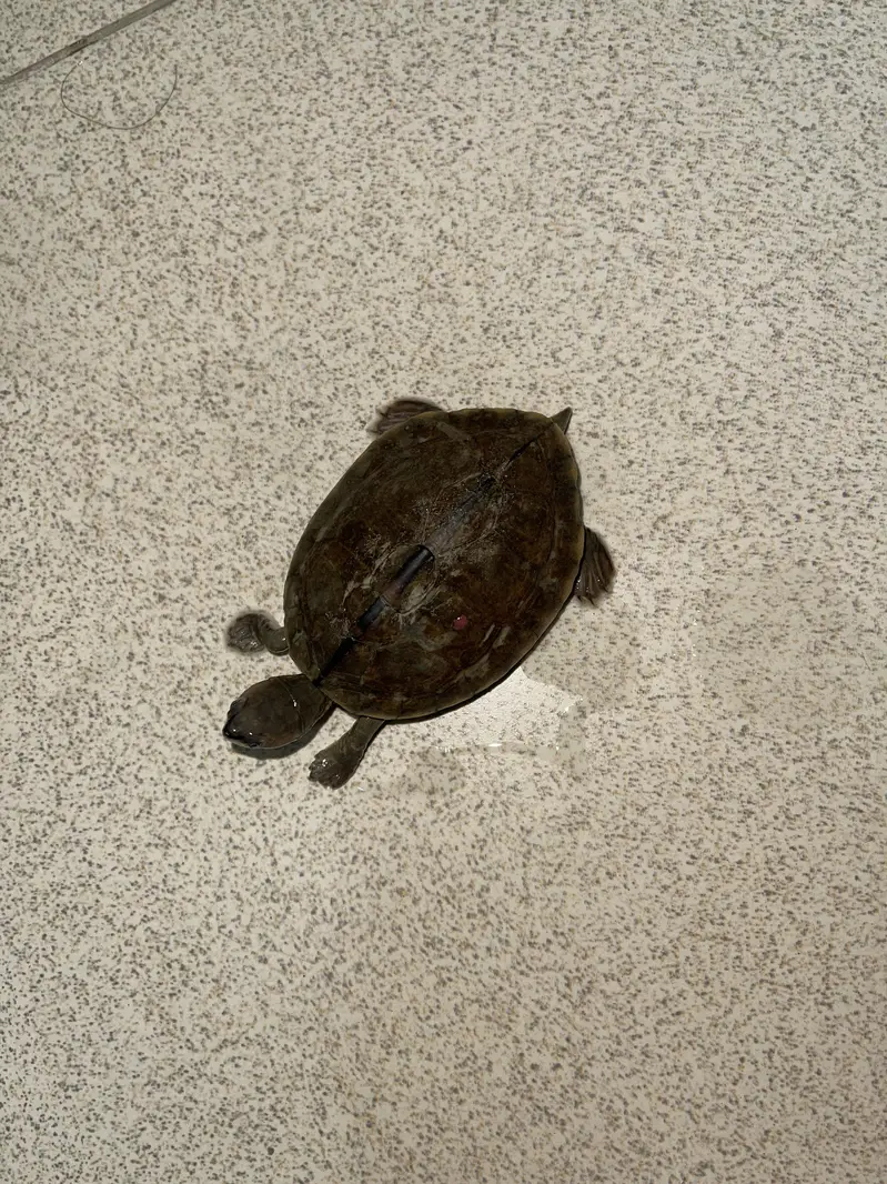 Turtle Pair — photo 2
