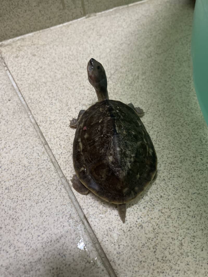 Turtle Pair 2